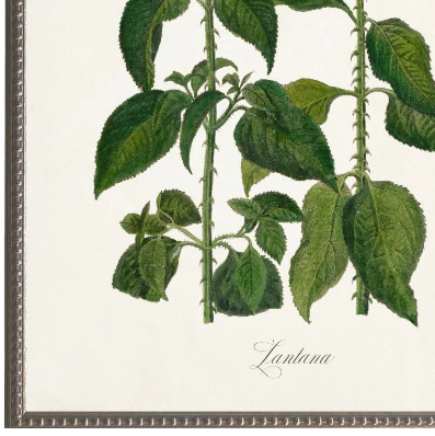 Lantana Nivea, Yellow Mat