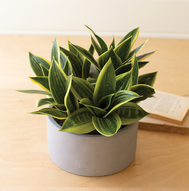 Hahnii in Concrete Pot