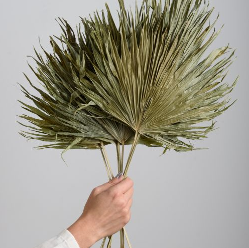 Dried Palm Leaf Bunch - 13 Hub Lane   |  Dried Palms