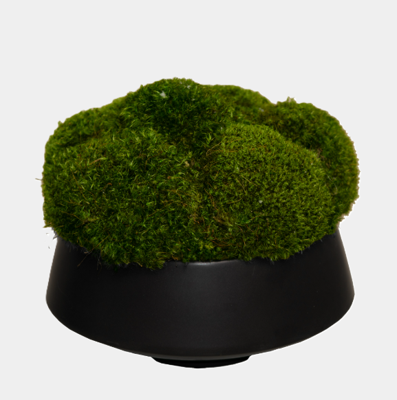 Mood Moss, Black Round Bowl - 13 Hub Lane   |  