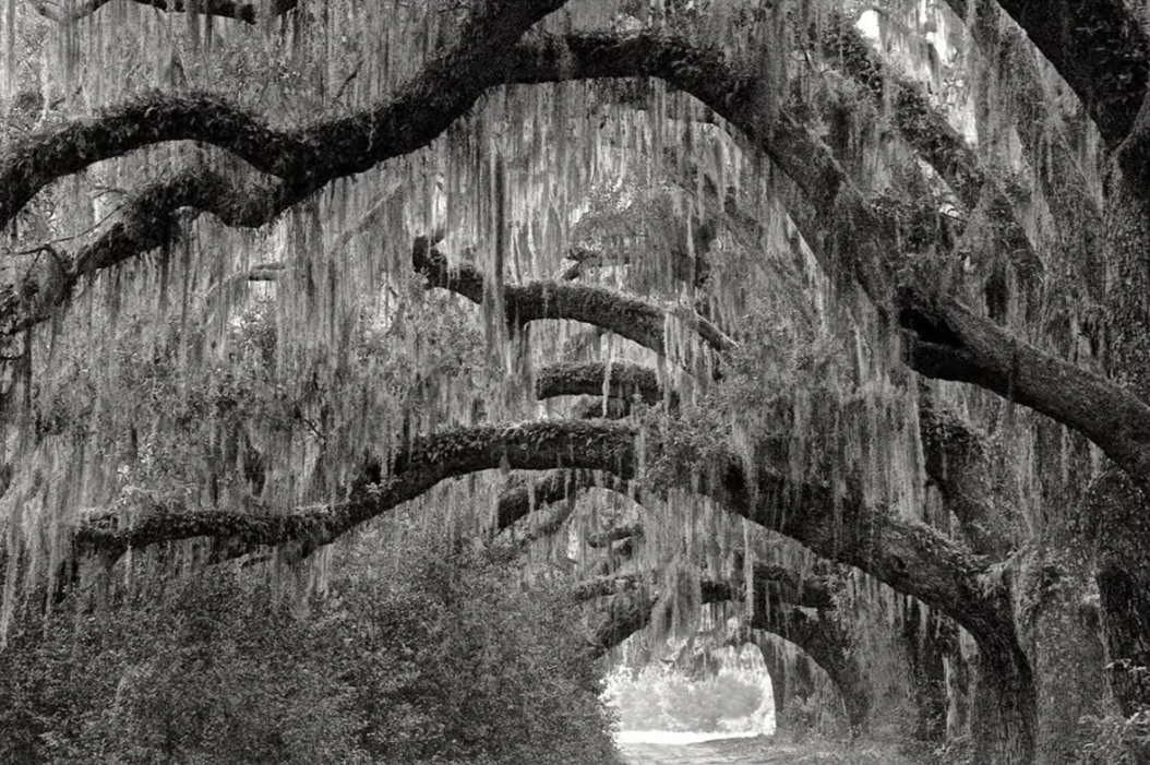 Wild Horses of Cumberland Island