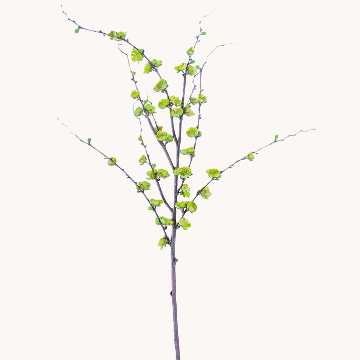 Plum Blossom Spray, Green