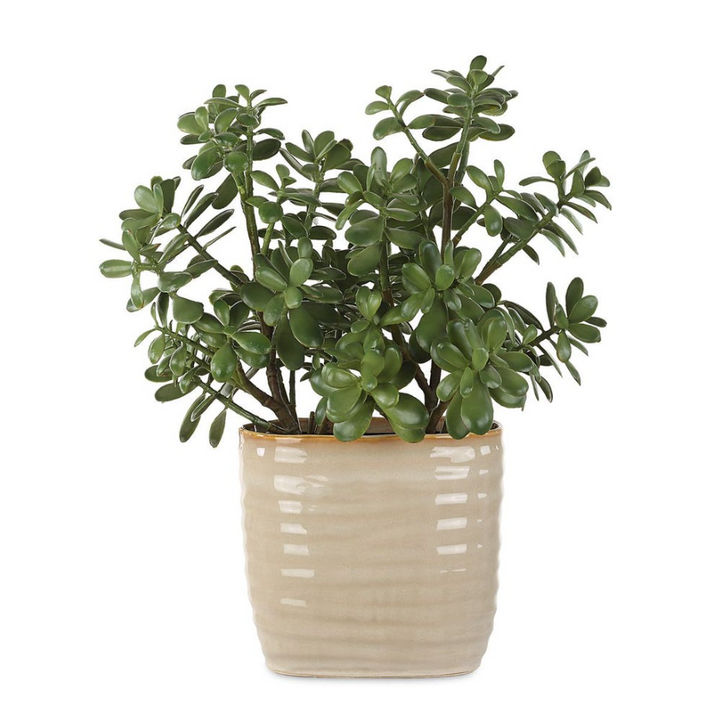 Crassula Jade Accent - 13 Hub Lane   |  Potted Plants
