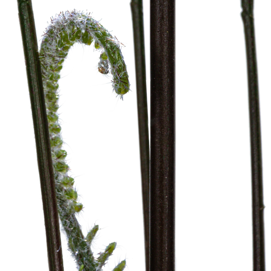 Faux Fern Tree in Plastic Pot - 13 Hub Lane   |  Potted Plants