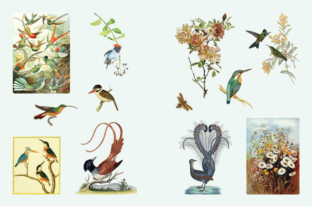 Cabinet of Curiosities II By Smithsonian Institution