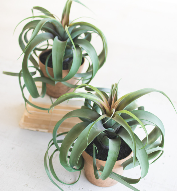 13 Hub Lane Air Plant - Thumbnail 3