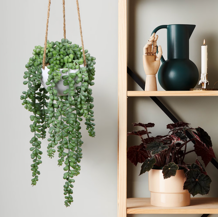 Hanging Senecio Plant Stem