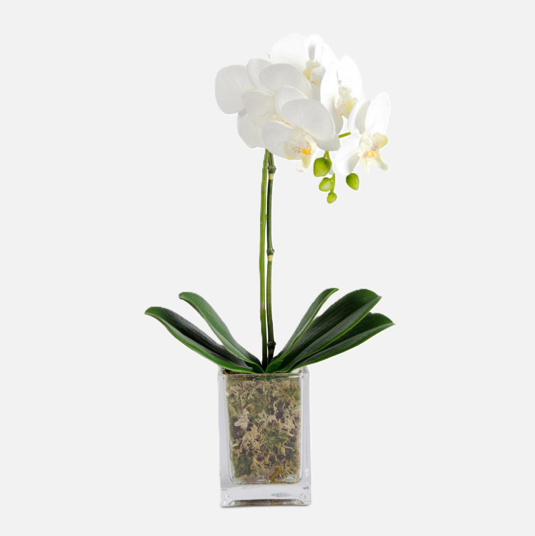 White Orchid w/ Moss in Square Glass Vase