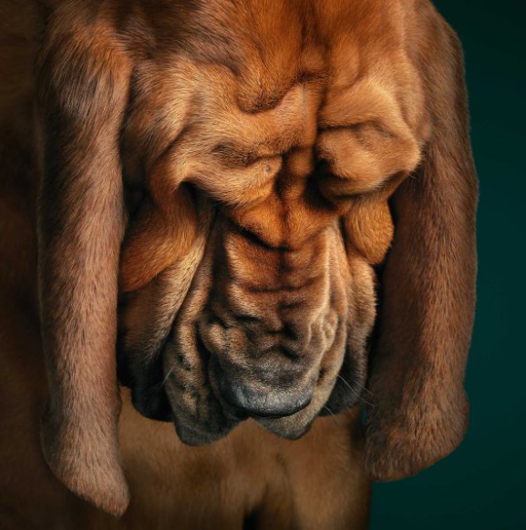 Dogs by Tim Flach