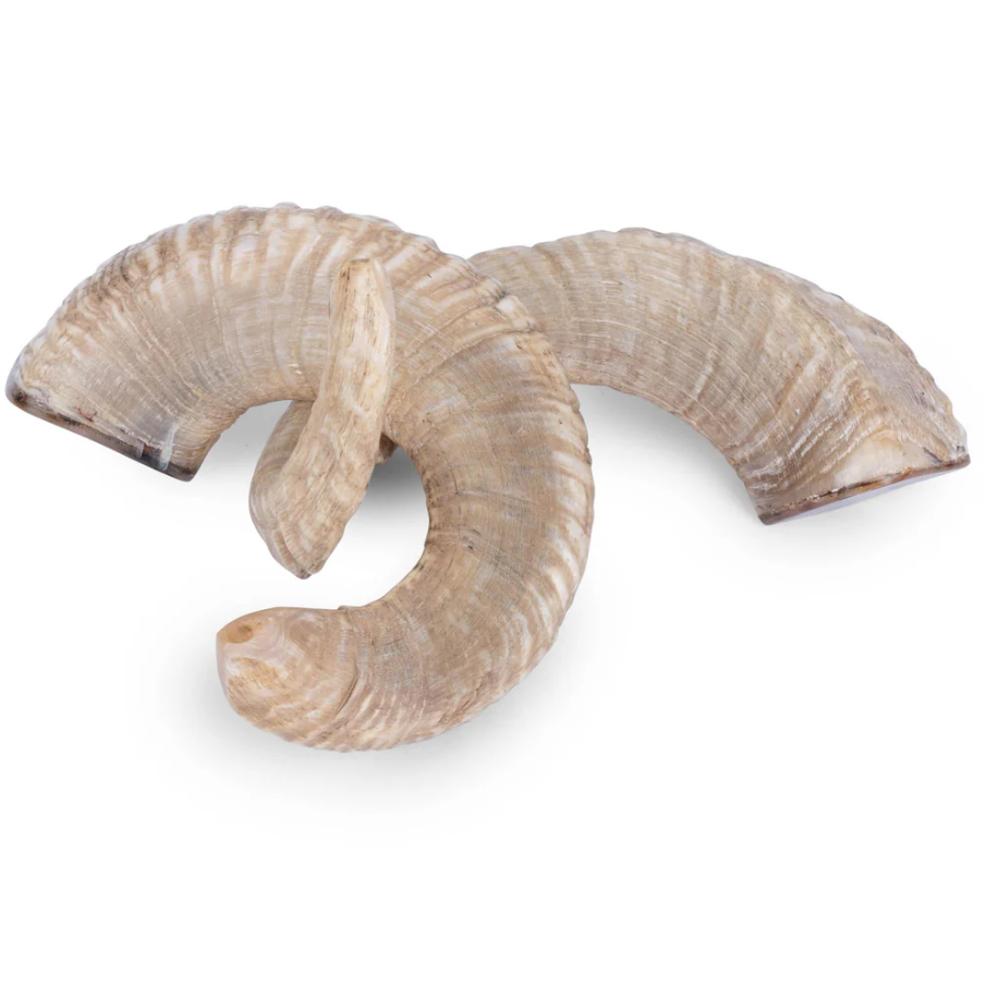 Ngala Trading Ram Horn