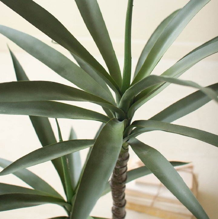 Potted Heneken Plant - 13 Hub Lane   |  Potted Plants