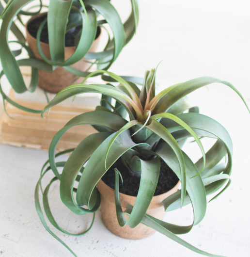 13 Hub Lane Air Plant