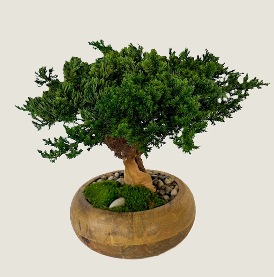 Preserved Bonsai Tree in 8" Mango Wood Bowl