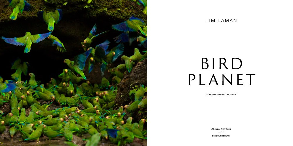Bird Planet: A Photographic Journey - 13 Hub Lane   |  