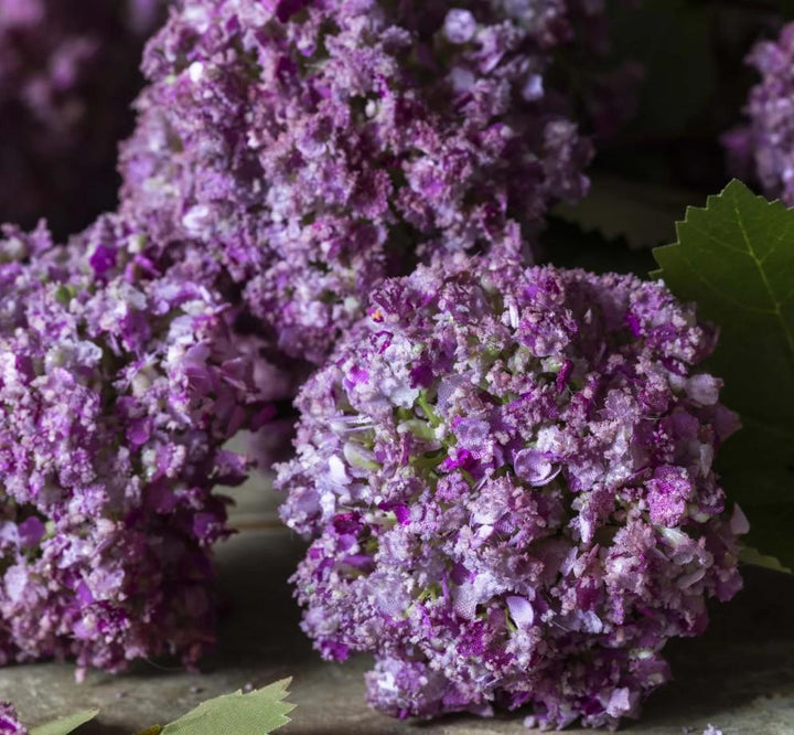Artificial Guelder Rose, Mauve