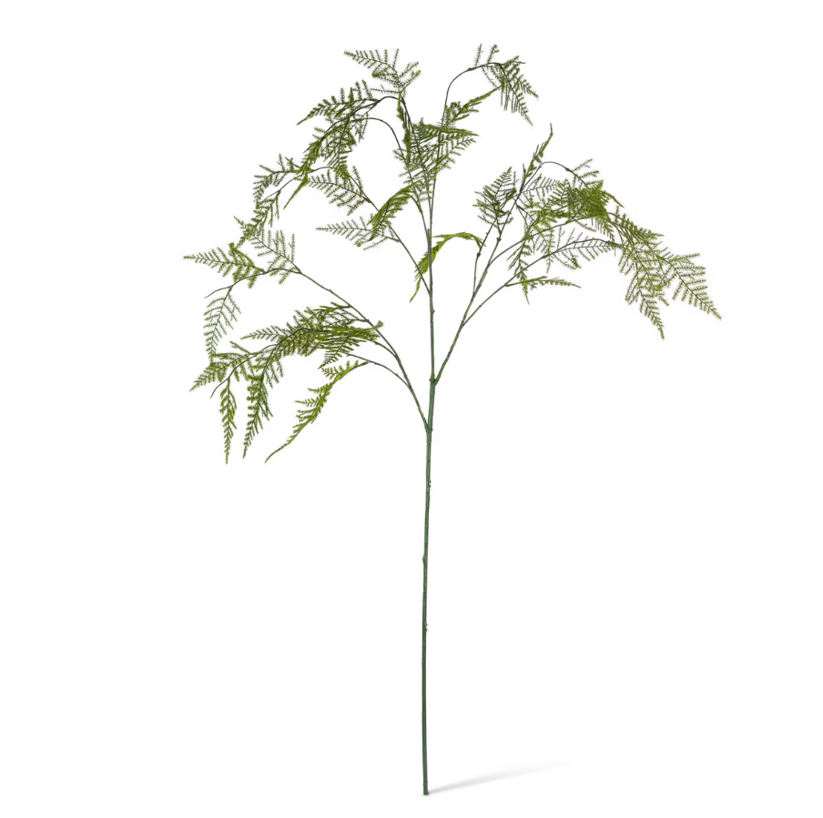 Large Asparagus Fern Stem