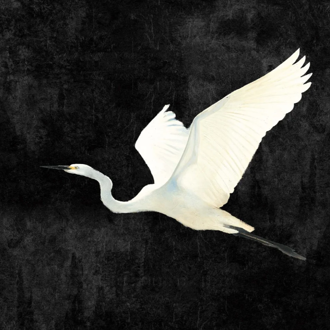 Egret II
