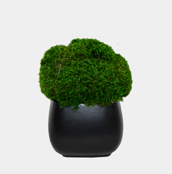 Mood Moss, Black Pot - 13 Hub Lane   |  
