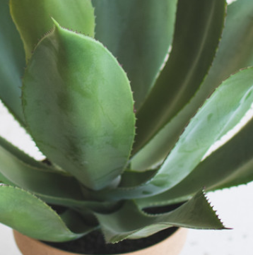 Agave in Faux Terracotta Pot - 13 Hub Lane   |  Potted Plants