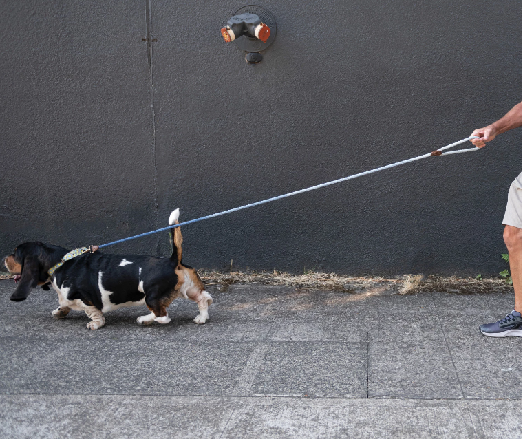 6' Braided Cotton Rope & Leather Dog Leash - 13 Hub Lane   |  