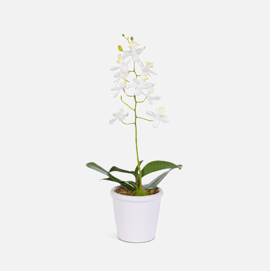 Orchid Stem w/ Moss in Paper Pot