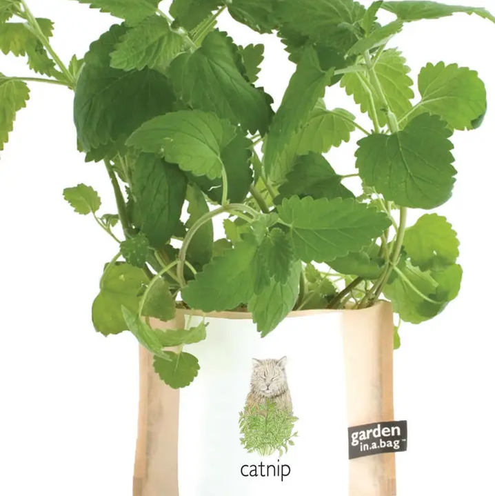Garden in a Bag, Catnip