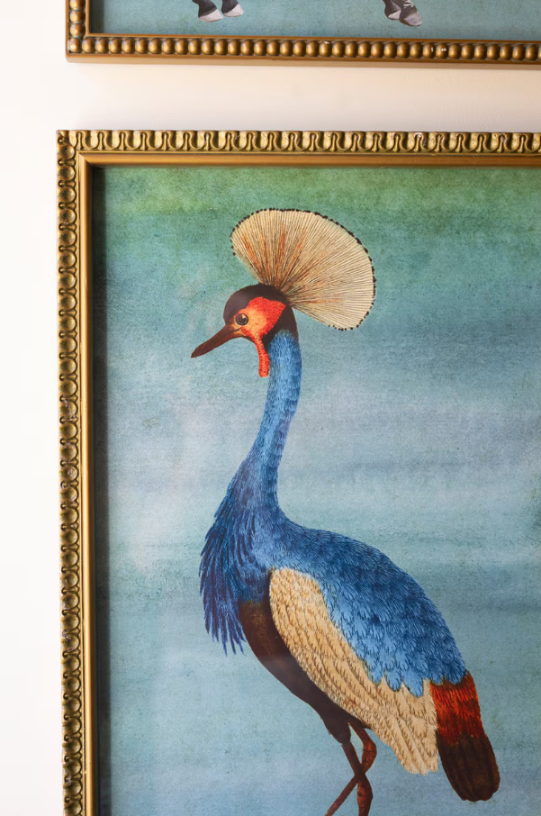 Framed Exotic Animal Print Under Glass - 13 Hub Lane   |  