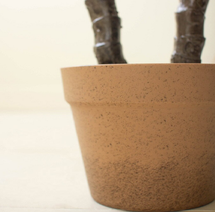 Potted Heneken Plant - 13 Hub Lane   |  Potted Plants