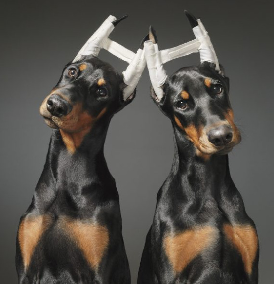 Dogs by Tim Flach