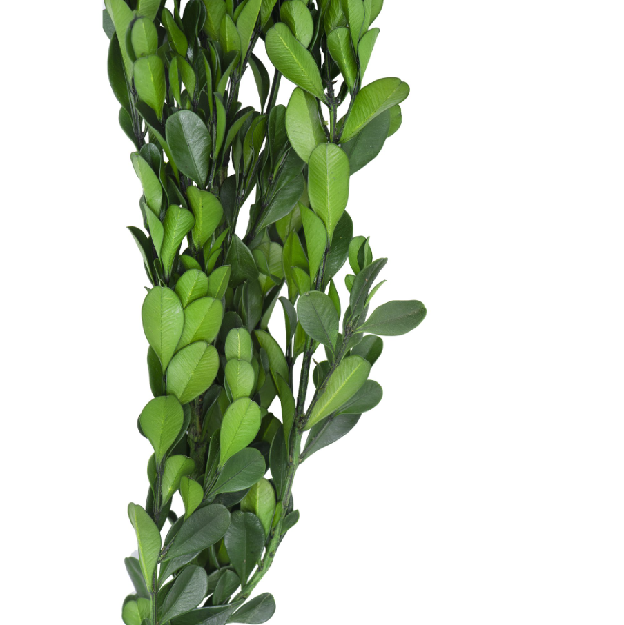 Dried Natural Boxwood - Thumbnail 2