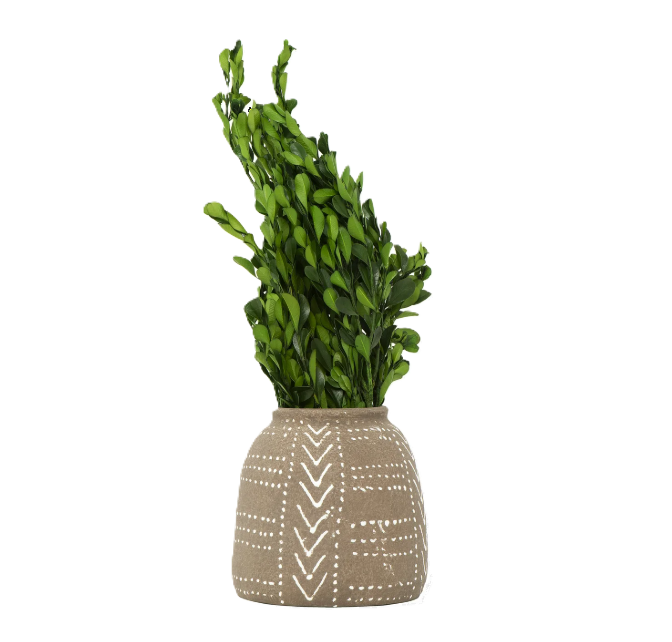 Dried Natural Boxwood - 13 Hub Lane   |  Botanical Bundles