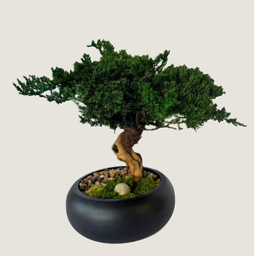 Preserved Bonsai Tree in 8" Mango Wood Bowl