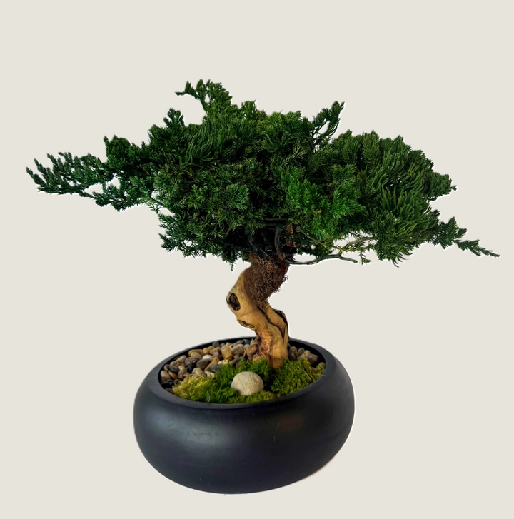 Preserved Bonsai Tree in 8" Mango Wood Bowl
