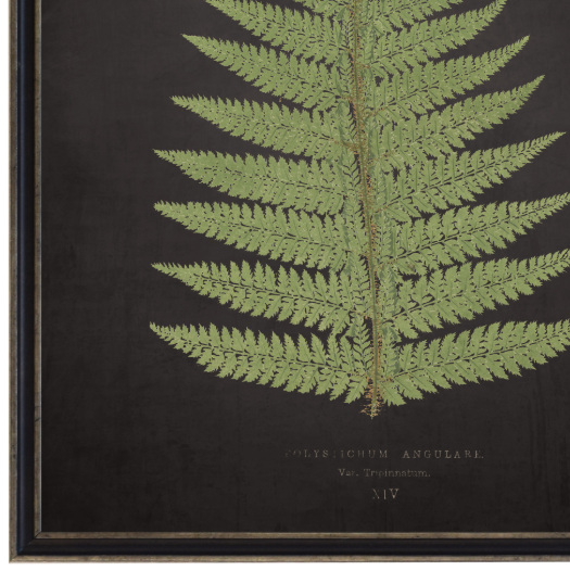 Aged Black Fern 'B'
