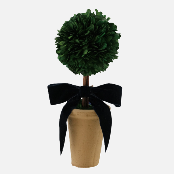Dried Boxwood Tree in Terra-Cotta Pot w/ Velvet Bow