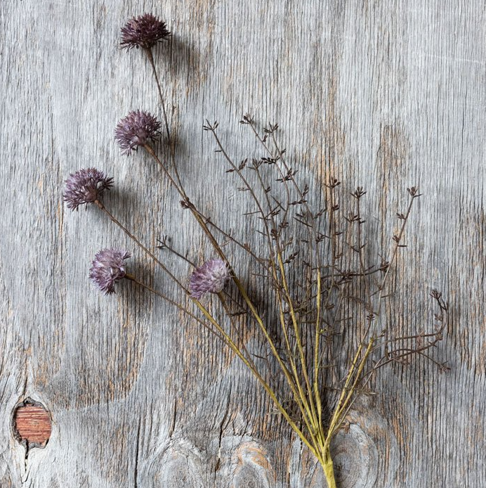 Melaleuca Purple Stem