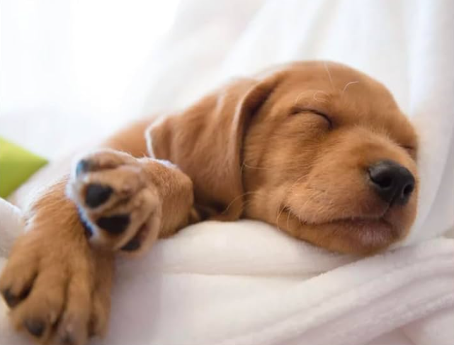 Puppyhood: Life-Size Portraits of Puppies at 6 Weeks Old
