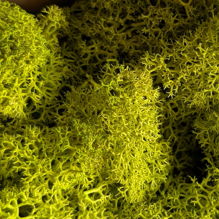 Preserved Reindeer Moss, 16oz. - 13 Hub Lane   |  