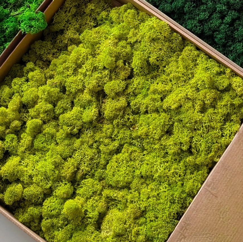 Preserved Reindeer Moss, 16oz. - 13 Hub Lane   |  