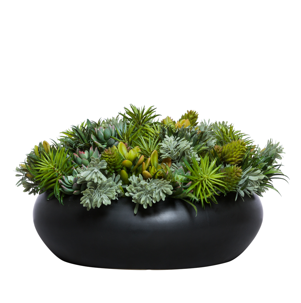 the succulent hub Mixed Succulent in Black Bowl