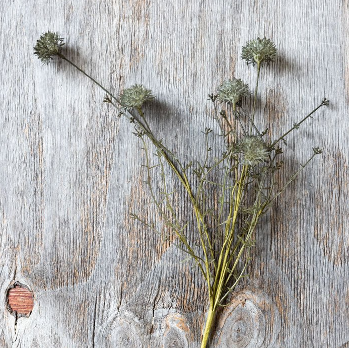 Melaleuca Dusk Stem