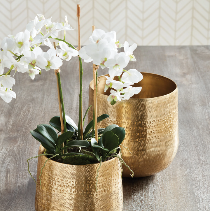 Phalaenopsis Orchid Mini Garden Drop-In - 13 Hub Lane   |  Drop-Ins