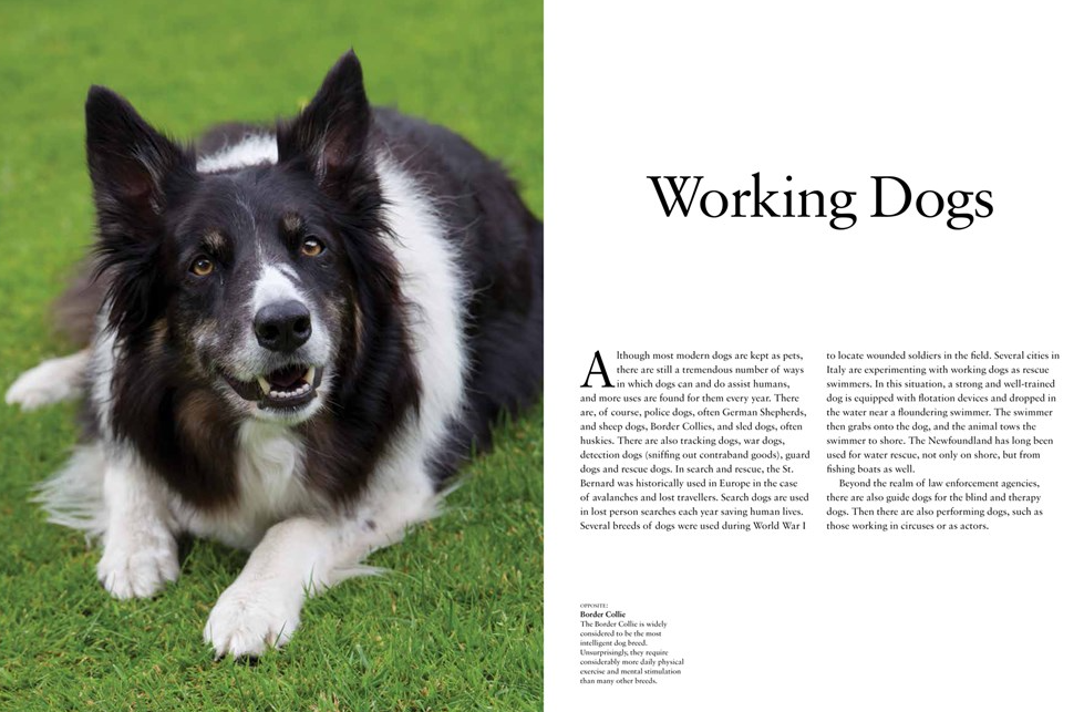Dogs: A Celebration of Our Canine Friends - 13 Hub Lane   |  