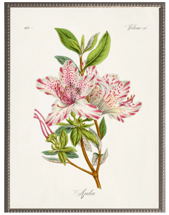 Azalea Plant, Green Mat