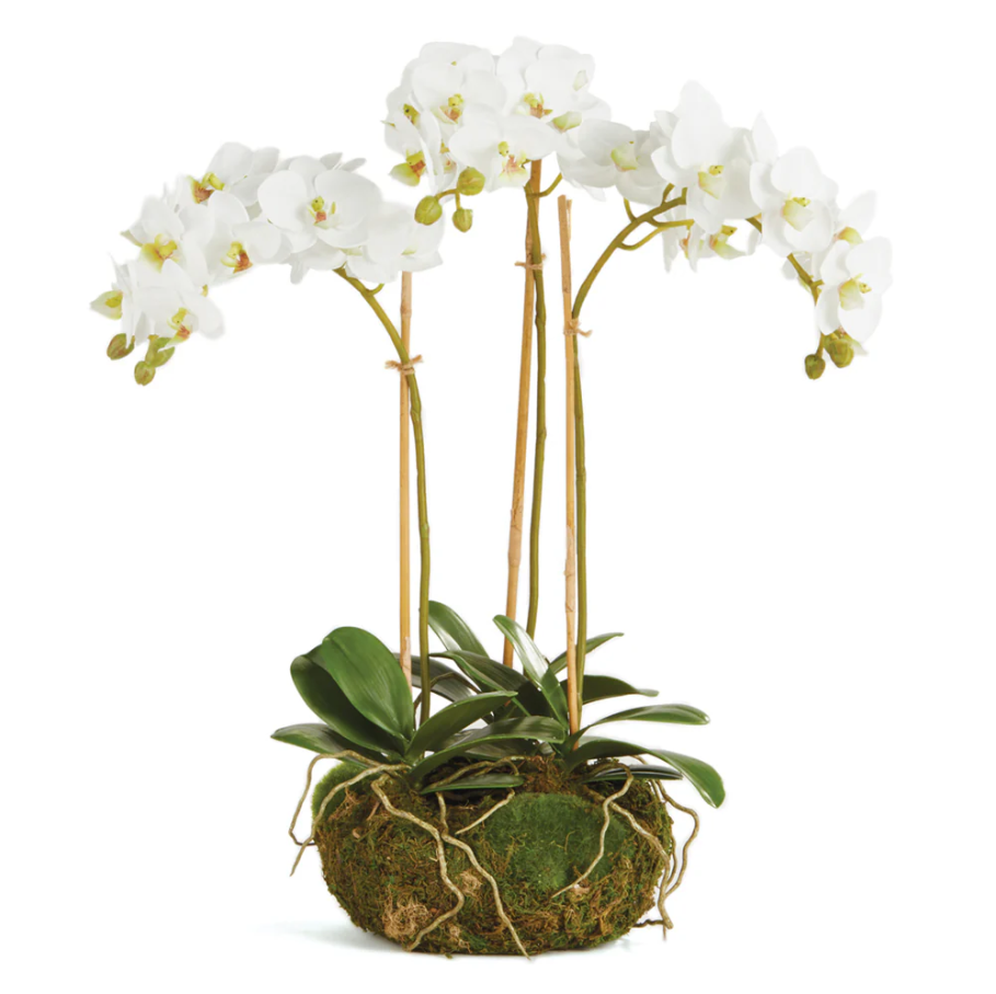 Phalaenopsis Orchid Mini Garden Drop-In - 13 Hub Lane   |  Drop-Ins