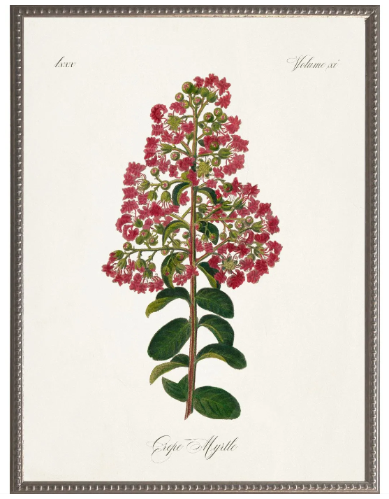 Crepe Myrtle, Blue Mat