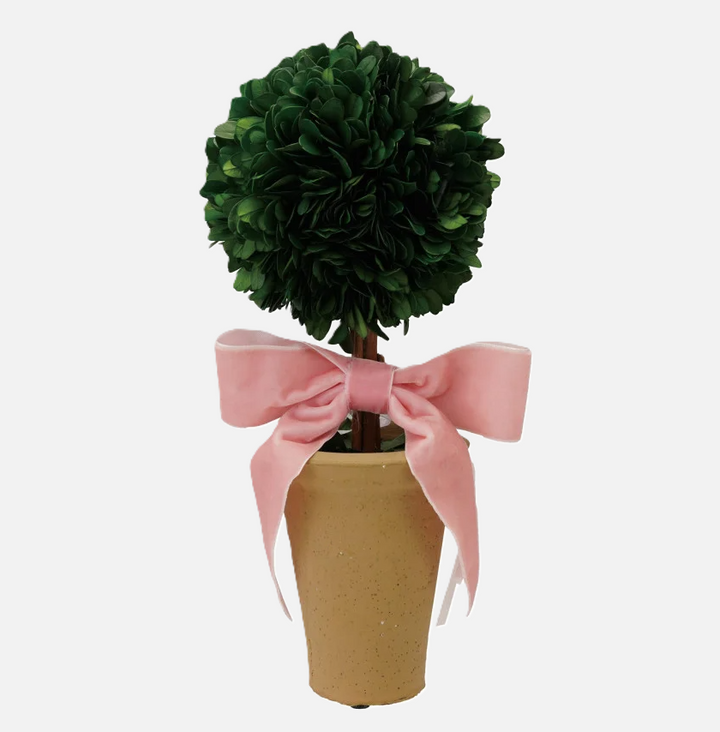 Dried Boxwood Tree in Terra-Cotta Pot w/ Velvet Bow