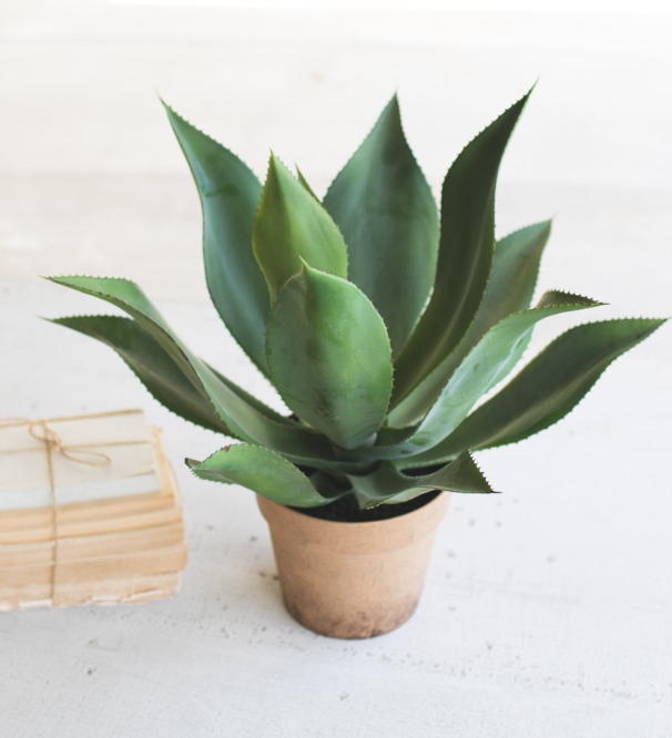 Agave in Faux Terracotta Pot - 13 Hub Lane   |  