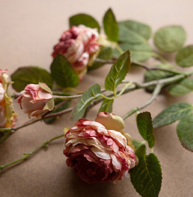 Antique Garden Rose Stem - 13 Hub Lane   |  Botanical Stems