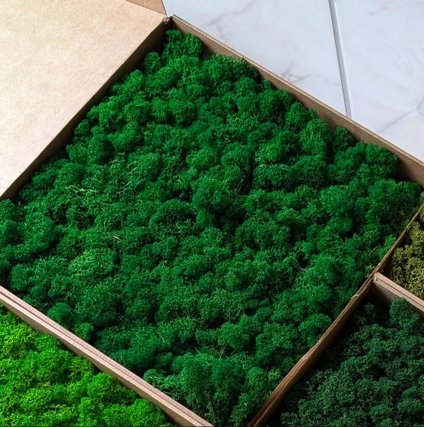 Preserved Reindeer Moss, 16oz. - 13 Hub Lane   |  